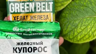 Чем дешево и эффективно вылечить хлороз