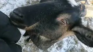ОБХСС 🙄пришли с проверкой🐐🐐 в сарай к курам🐔🐓Ужин по рассписанию🥘🥣🥙🥮🍠🍣🍤🍧🍦🍩