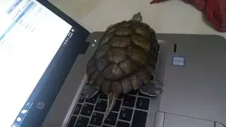 hay turtle what you doing on my laptop?