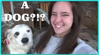 I Got A Dog?!?