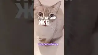 #staywithmusic #tiktok #shortvideo #кот #тайскийкот #рекомендации