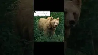 2024 bear and 5000bce bear || Past animals ||#shorts #Trend #trend #new #evolution #animal #today