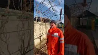 Огород жузимди кутип баптау.