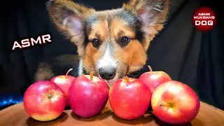 ASMR Mukbang Apple 🍎 Corgi Dog Eating 14 🐕