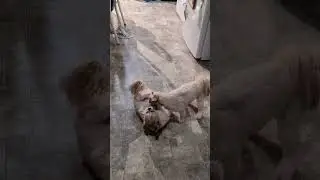 House bears at it again. #bear #housebear #dog #cute #bestfriend
