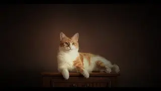 Мой котик по имени Рыжик