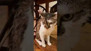 Cat after the rain