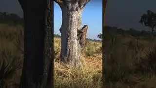 Leopard vs Hyena Real Fight #short #wildlife