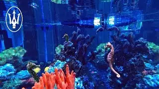 120 Gallon Seahorse Aquarium Showcase!