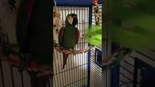 Laughing Parrot