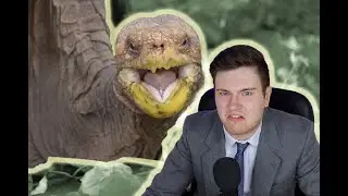 S*x Mad Tortoise