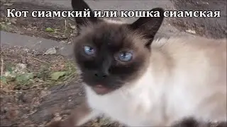 Кот сиамский или кошка сиамская