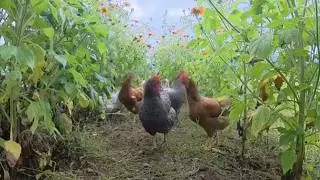 Rotational Grazing: Chicken Soil Engineers in Gardens & Pastures