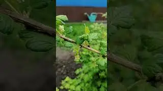 #Шмель#shorts