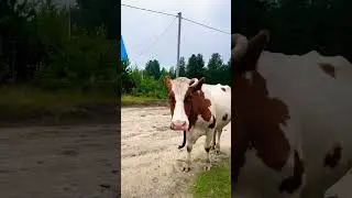 Потерялась корова, зовёт всех..,, 