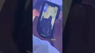 dog got immaculate music taste