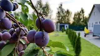 Our garden. Correct planting of plum in spring.