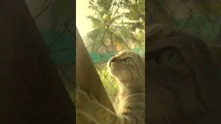 Cat🎬🔥 #videoediting #editingtutorial #aftereffects #vfx #blender #4k