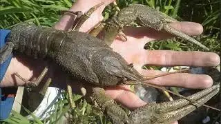 раки