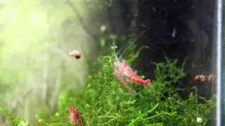 как размножаются креветки