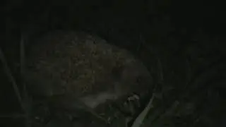ёж на пасеки
