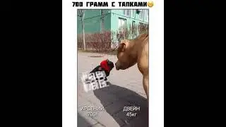 размеры собачки