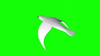 Flying Birds Green Screen Video | Green Screen Video | Birds Green Screen Video