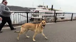Winston’s First River Dog Walk