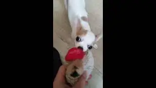 Чихуахуа. Прикольная собачка играет с ежиком