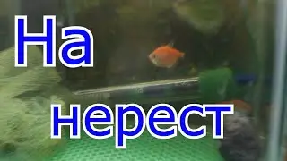 Тернеции на нересте