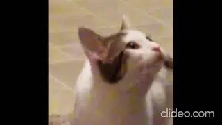 Кот широко открывает рот (Оригинал мема). Pop cat (Original meme).