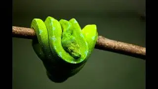 Snake Hissing Sound Effect 1 Hour Animal Sound