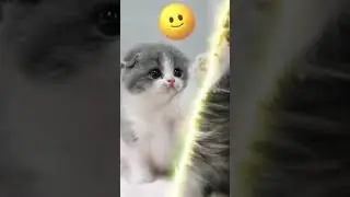 Эдит на котят
