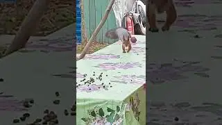 Смелая белка. На стол запрыгнула.