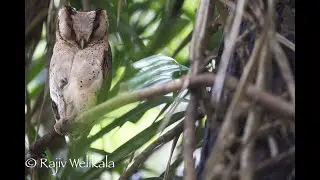 Sri Lanka Bay Owl- Sinharaja Rainforest