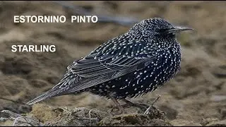 ESTORNINO PINTO | STARLING |  Sturnus vulgaris  4K