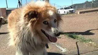 HSVMA-RAVS brings essential veterinary care to rural communities in need