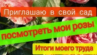 Приглашаю в свой сад посмотреть мои розы ..Итоги моего труда.