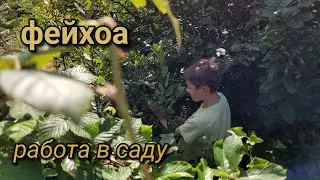 Дом в Грузии. Часть 17. Фейхоа в нашем саду