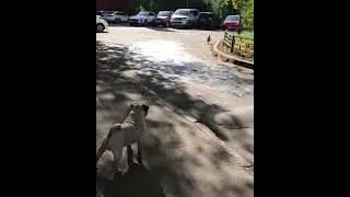 Нашествие кур на Москву