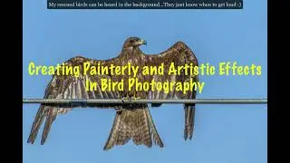Painterly and Artistic Effects in Bird Photography