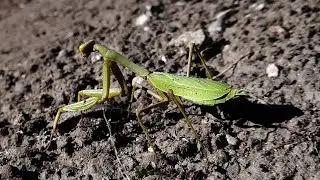 11/15/2023  Dancing Praying Mantis