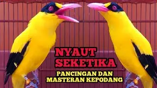 KICAU SUARA BURUNG KEPODANG SUMBAWA GACOR COCOK MASTERAN & PANCINGAN KEPODANG BAHAN DAN PODANG GACOR