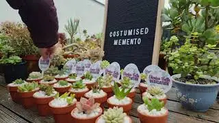 Succulent Giveaways/Favours for Dedication!!!
