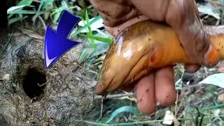 EDAAAN,, babon kuning bersembunyi dilobang ini,,#eelfishing @manggarpas6904