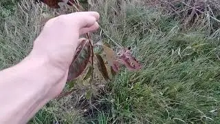 Яр, итоги сезона