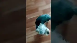Когда собаки одни дома ,  что же они делают? Косячут!