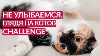 НЕ УЛЫБАЕМСЯ, ГЛЯДЯ НА КОТОВ CHALLENGE! NOT SMILE FROM CATS CHALLENGE