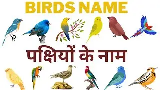 Complete List of Bird Names in Hindi and English - पक्षियों के नाम #birds #birdsname