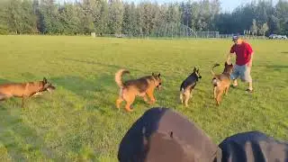 dogs playing at the park.